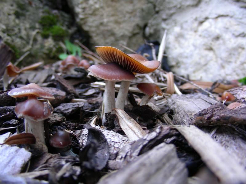 Der Pilz Psilocybe cyanescens, auch bläuender Kahlkopf genannt, ist ein stark psilocybinbildender Pilz. Quelle: Dirk Hoffmeister (idw)