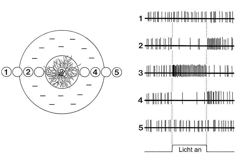 Dendritenbaum und konzentrisches rezeptives Feld einer ON-Zentrum-Ganglienzelle. Zu unterschiedlichen Zeitpunkten wurde mit kreisförmigen Lichtreizen an den Retinaorten (1-5) stimuliert und die Lichtantwort der Ganglienzelle mit einer Mikroelektrode gemessen. Die zu den jeweiligen Retinaorten (1-5) gehörenden Entladungsraten (1-5) wurden rechts aufgetragen. Der zeitliche Ablauf der Lichtreizung ist unten rechts gezeigt. Ein Lichtreiz an der Stelle 3 erhöht die Entladungsrate während des Einschaltens und verringert die Entladungsrate während des Ausschaltens. An den Stellen 2 und 4 wird die Entladungsrate während des Einschaltens verringert und während des Ausschaltens erhöht. Lichtreize an den Stellen 1 und 5 rufen keine messbare Veränderung der Entladungsrate hervor. Das rezeptive Feld (grosser Kreis) retinaler Ganglienzellen besteht aus einem erregendem Zentrum (kleiner Kreis) und einem hemmenden Umfeld (grosser Kreis mit Minuszeichen gefüllt) auf. Lichtreize im Zentrum erhöhen die Entladungsrate, während Lichtreize im Umfeld die Entladungsrate verringern. Quelle: Flores-Herr, Nicolas: Das hemmende Umfeld von Ganglienzellen in der Netzhaut des Auges (Dissertation), 2001, auf: http://deposit.ddb.de/cgi-bin/dokserv?idn=963919318.