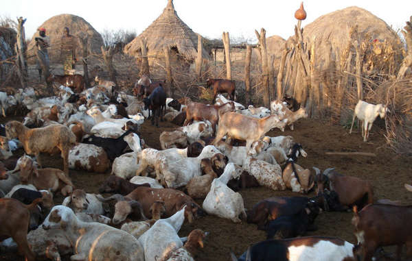 Sicherheitskräfte konfiszieren Vieh und zwingen die Völker des Omo-Tals, ihr Land zu verlassen. Bild: Survival International