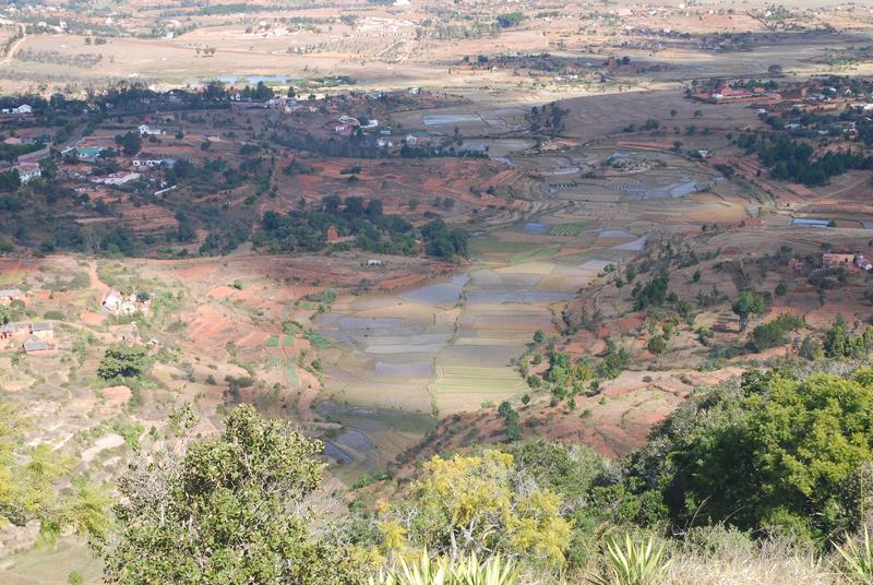 Reisfelder auf Madagaskar
Quelle: Foto: Mark Horton, University of Bristol (idw)