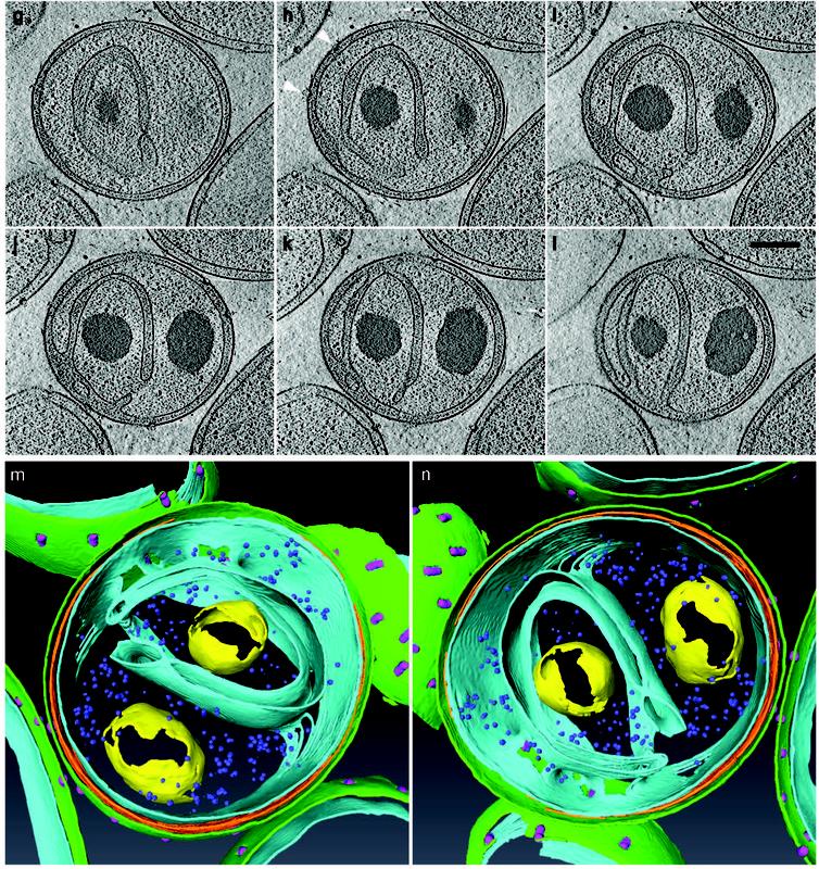Kryo-elektronenmikroskopische Aufnahmen (oben) und 3D Rekonstruktion (unten) eines Planctomyceten mit weit ins Zellinnere ragenden Einstülpungen der Zytoplasmamebran (hellblau) Quelle: Boedecker et al. 2017, Nature Communications, doi: 10.1038/ncomms14853 (idw)