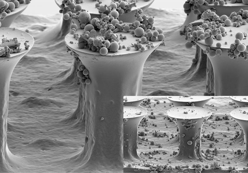 Mikrohärchen nach dem Vorbild des Geckos vor und nach der Reinigung durch Reibekontakt mit einer gla
Quelle: Rasterelektronenmikroskop-Aufnahmen: Michael Röhrig, KIT (idw)