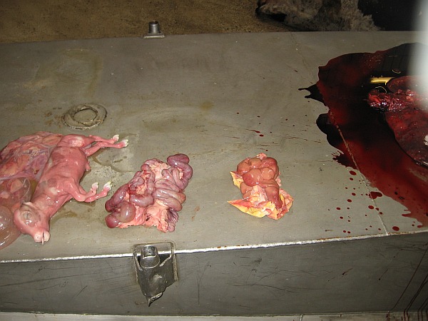 In Abbildung 5 und 6 sind schließlich weitere Nieren von sezierten Tieren des Bauers zu sehen, die vom Veterinäramt in Auftrag gegeben wurden.