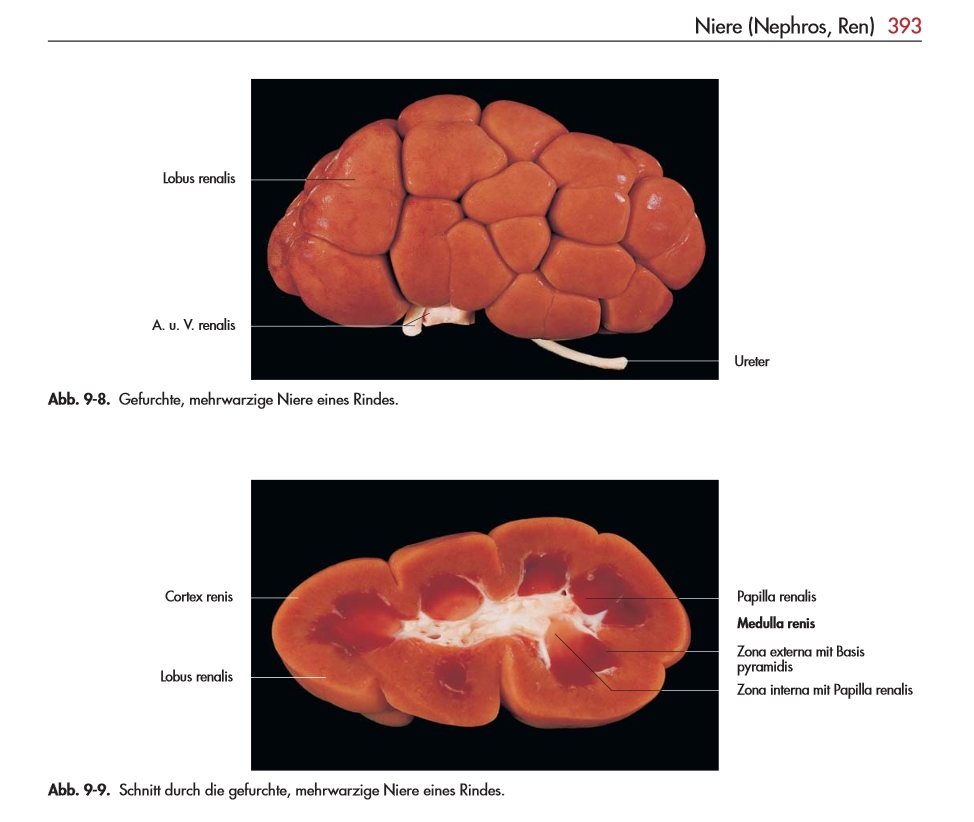 Die Abbildung 3 zeigt eine Farbabbildung aus dem Lehrbuch der Anatomie, aus dem Jahre 2004.