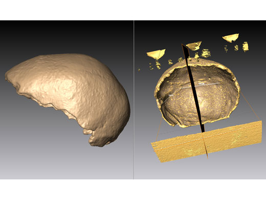 Der Manot Gehirnschädel am Computerbildschirm, von der Seite betrachtet (links), und von Innen (rechts). Quelle: Copyright: Gerhard Weber (idw)