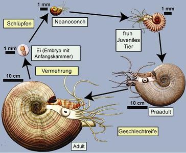 Copyright: Museum für Naturkunde Berlin