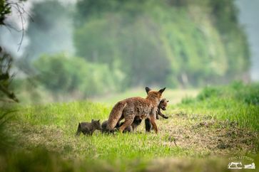 Der bisherige Fuchsbau war nicht mehr sicher. Die Fähe zieht mit den Welpen um. Bild: Wildtierschutz Deutschland e.V. Fotograf: Timo Litters, Wildtierschutz Deu