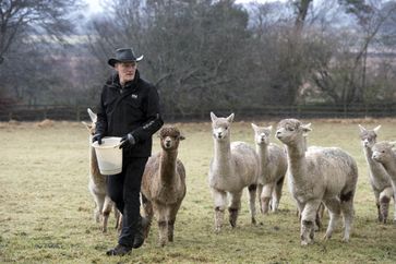 Joe Phelan inmitten seiner Alpakas im irischen Wicklow. Bild: "obs/Irland Information Tourism Ireland/K2Alpacas"