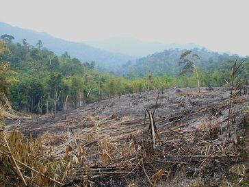 Durch Rodung zerstörter Regenwald auf Borneo (Malaysia) in der Region des Mount Kinabalu.
Quelle: Foto: Karl Eduard Linsenmair (idw)