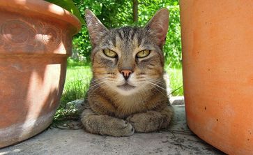 Katze zwischen Blumentöpfen (Symbolbild)