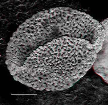 Blütenpflanzenähnliche Pollen aus der Trias
Quelle: Bild: UZH (idw)