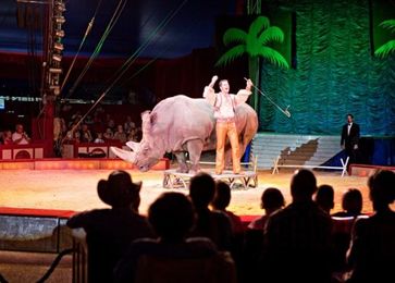 El Salvador führt Wildtierverbot in Zirkussen ein. Bild:  © VIER PFOTEN, Fred Dott