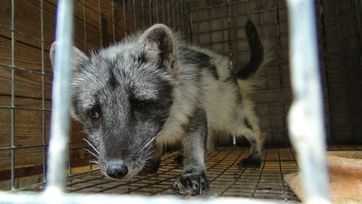 Fuchs auf einer Pelzfarm. Bild: (c) VIER PFOTEN, R&D