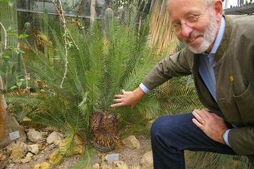 Palmfarn Dioon caputoi und der Leiter des Botanischen Gartens, Stefan Schneckenburger. Foto: TU Darmstadt