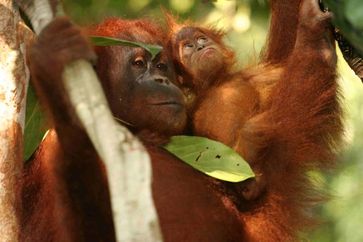 138 Orang -Utans wurden bislang (2003-2011)  in Bukit Tigapuluh in Zentralsumatra wiederangesiedelt und zahlreiche Jungtiere kamen im Auswilderungsgebiet mittlerweile zur Welt..
Quelle: Foto: Peter Pratje, ZGF (idw)