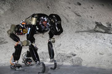 Der biologisch inspirierte Roboter "Charlie" kann sich dank seiner flexiblen Wirbelsäule sicher in u
Quelle: Foto: DFKI GmbH/Daniel Kühn (idw)