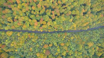 Luftbild des Plenterwaldes im buchen-dominierten Hainich.
Quelle: Foto: Universität Göttingen (idw)