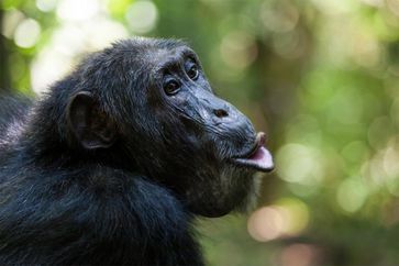 Schimpansen können die Struktur ihrer bedeutungsvollen Grunzlaute ändern.
Quelle: Florian Möllers / Katie Slocombe (idw)
