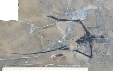 Der zerbissene Skelettrest von Macrocnemus obristi in einer 241 Millionen Jahre alten Kalkbank des D
Quelle: Bild: UZH (idw)