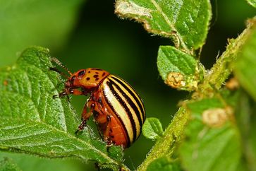 Kartoffelkäfer (Leptinotarsa decemlineata). Der ursprünglich aus Amerika kommende Kartoffelkäfer ist ein Schadinsekt und ernährt sich von der Kartoffelpflanze. Innerhalb kurzer Zeit kann er Felder kahl fressen und Ernten vernichten.
Quelle: Foto: Fotolia.com - © Jürgen Hust (idw)