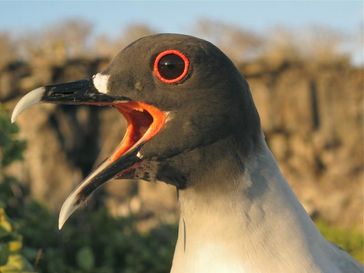 Gabelschwanzmöwen leben auf den Galapagos-Inseln. Sie halten sich tagsüber an ihrem Nest an Land auf. Nachts fliegen sie zum Fischen aufs Meer.
Quelle: MPI f. Ornithologie (idw)