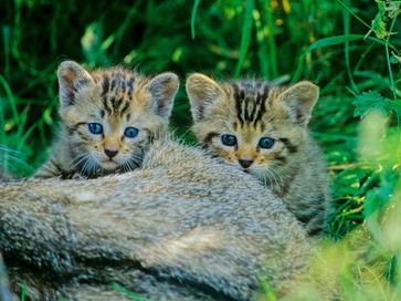 Junge Wildkatzen Bild: Thomas Stephan /BUND