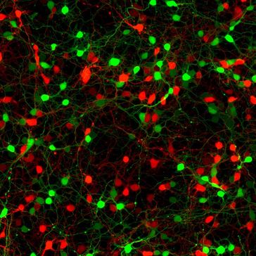 Die Nervenzellen beider Gehirnzellen müssen miteinander kommunizieren, damit der Körper bestimmte Funktionen ausführen kann.
Quelle: Foto: Philipp Mergenthaler (idw)