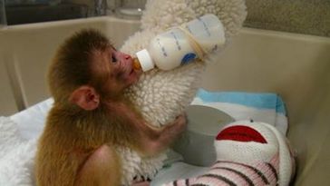 Von der Mutter getrenntes Affenkind an einem der Nationalen Gesundheitsinstitute in den USA. Bild: PETA Deutschland e.V.