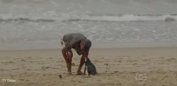 Bild: Screenshot Youtube Video "Loyal penguin travels thousands of miles to meet his rescuer"