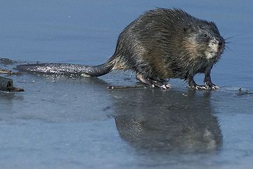 Die Bisamratte (Ondatra zibethicus) oder Bisam ist eine ursprünglich ausschließlich in Nordamerika beheimatete Nagetierart, die sich ausgehend von Böhmen und später Frankreich über fast ganz Europa und Asien ausgebreitet und als neue Art (Neozoon) etabliert hat.