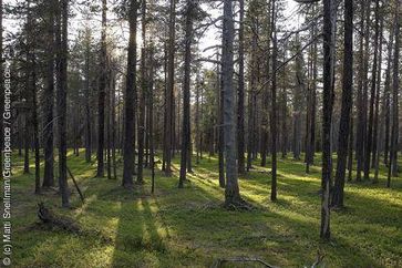 Kiefern im finnischen Urwald. Peurakaira ist eine der groessten naturbelassenen Waldflaechen in Finnland ausserhalb der ausgewiesenen Schutzgebieten. Das Gebiet ist sehr wichtig als Nahrungsquelle fuer die Sami Rentier-Cooperative. Bild: Matti Snellman/Greenpeace