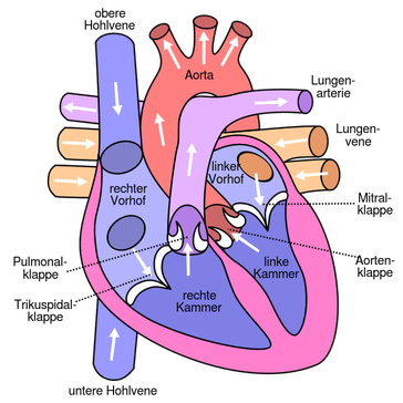 Schema des menschlichen Herzens