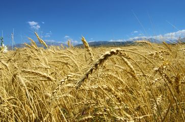 Mit seinen 200 Millionen Hektar landwirtschaftlicher Fläche ist Kasachstan der ideale Partner zur Sicherung der Lebensmittelversorgung / Bild: Botschaft der Republik Kasachstan in der Bundesrepublik Deutschland