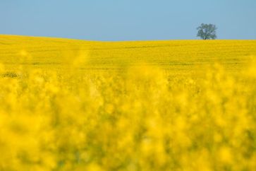 Rechtsexperten fordern ein modernes biodiversitätserhaltendes, klimaschonendes und gewässerschützendes Landwirtschaftsgesetz. Quelle: UFZ / André Künzelmann (idw)