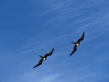 Bindenfregattvögel (Fregata minor): Weibliche Fregattvögel lassen sich an der weißen Unterseite identifizieren.