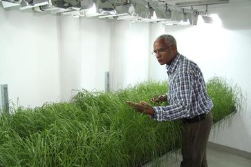 Dr. Zerihun Tadele mit der stabileren Zwerghirse am Institut für Pflanzenwissenschaft.
Quelle: Marc Grémillon, Institut für Pflanzenwissenschaft, Universität Bern. (idw)