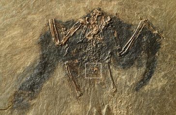 48 Millionen altes Vogelskelett aus der Grube Messel mit Bürzeldrüse (markiert). Bild: Copyright: Sven Traenkner/  Senckenberg (idw)