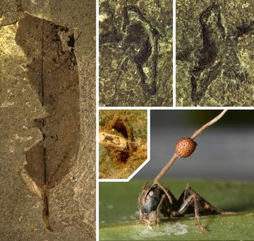 Fossiles Blatt aus der Grube Messel (links) mit den charakteristischen Bissspuren an den sekundären Blattvenen (oben). Das Bild unten zeigt eine befallene Ameise, aus deren Kopf eine Pilzhyphe wächst. Der orange Fruchtkörper enthält die Sporen. Bild: Universität Bonn, Georg Oleschinski / Universität Harvard, David P. Hughes