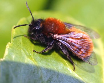 Rotpelzige Sandbiene (Andrena fulva)