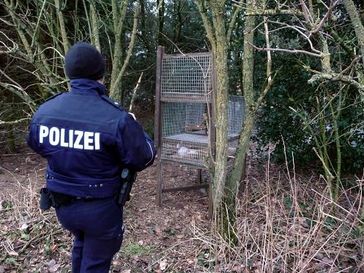 Eine illegale, völlig unverblendete Kastenfalle mit einem Kaninchen als Köder (Kreis Euskirchen, 21.2.2013). Bild: Komitee gegen den Vogelmord e.V.