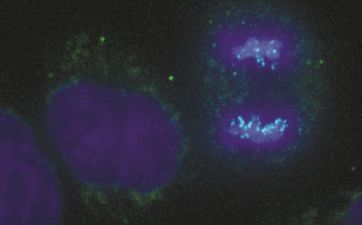 Sich teilende Zelle (rechts im Bild) mit blau eingefärbten Chromosomen.
Quelle: Foto: Universität Göttingen (idw)