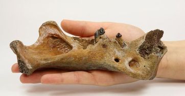 28.000 Jahre altes Fossil aus der Nordsee
Quelle: Foto: Naturhistorisches Museum Rotterdam (idw)