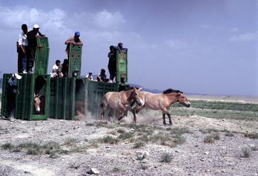 Przewalski-Pferde werden in ihrer neuen Heimat, der Wüste Gobi, freigelassen (2004).
Quelle: Foto: Vetmeduni Vienna/Petra Kaczensky (idw)