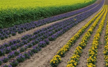 Die Zukunft der Landwirtschaft? Entweder mit der Natur - und leben - oder gegen die Natur und sterben (Symbolbild)