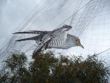 Kuckuck in illegalem Fangnetz eines Wilderers auf Zypern Bild: "obs/Komitee gegen den Vogelmord e. V."