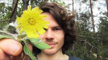 Bild: Screenshot Video: "Essbare Psychoaktive Wildpflanzen: Kleines Habichtskraut - Ein Cannabisersatz" (https://youtu.be/yMqK00rC3rw) / Eigenes Werk