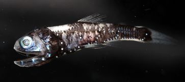 Der Laternenfisch besitzt Leuchtorgane und eine erhöhte Anzahl an Rhodopsin-Genen.
Quelle: Zuzana Musilová; Karls-Universität, Prag (idw)