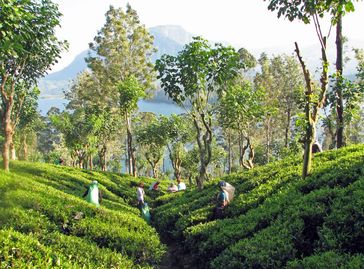 Die meisten indischen Tamilen in Sri Lanka leben auf Teeplantagen im zentralen Hochland der Insel.