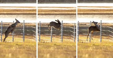 Selbst Rehe können dem Hochwasser im Nationalpark nicht oder kaum entkommen. Bild: Wildtierschutz Deutschland e.V. Fotograf: Oliver Voigt, MOZ