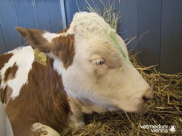 Labmagengeschwüre schwächen die Tiere und verursachen Schmerzen. Hier ein Kalb mit durchgebrochenem
Quelle: (Foto: Alexandra Hund/Universitätsklinik für Wiederkäuer/Vetmeduni Vienna) (idw)